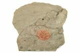 Colorful Kettneraspsis Trilobite With Pos/Neg - Timrzit , Morocco #270558-4